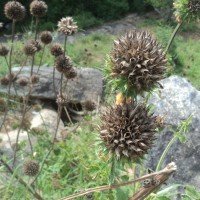 Leonotis nepetifolia (L.) R.Br.